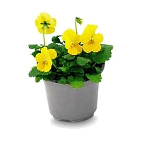 Violen, Viola cornuta